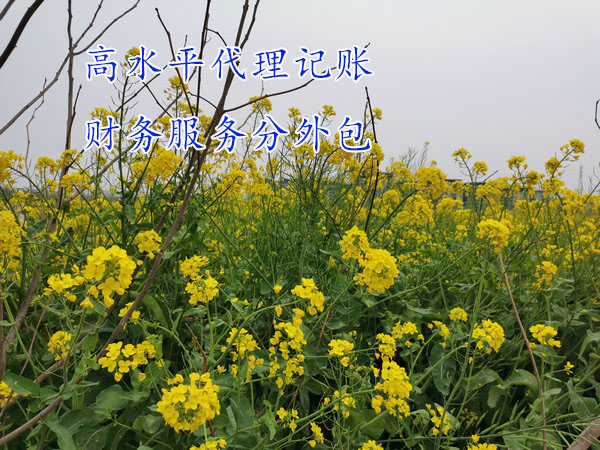 鄭州高水平代理記賬,鄭州代理記賬