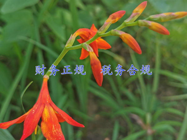 河南找一家適合自己的財(cái)務(wù)外包公司